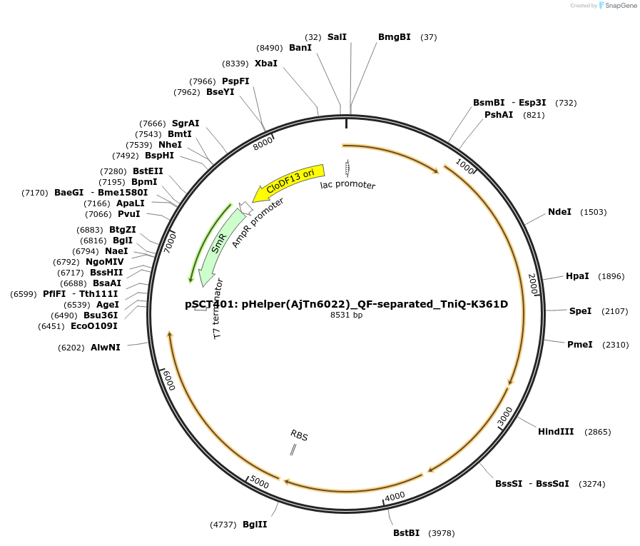200861-plasmid-map-sequence-id-399461
