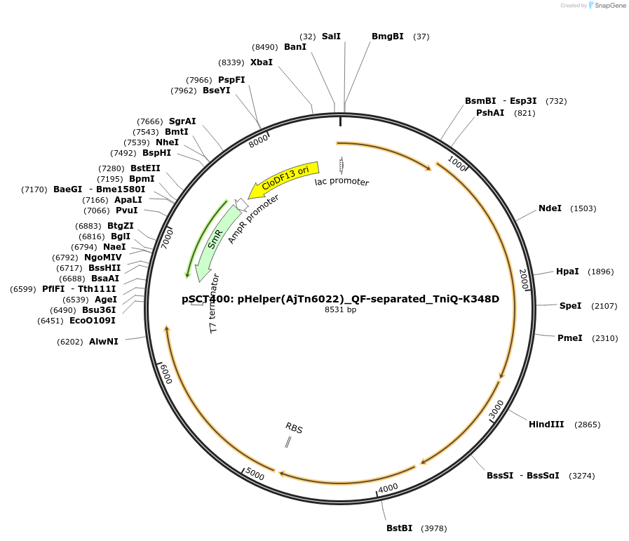200860-plasmid-map-sequence-id-399462