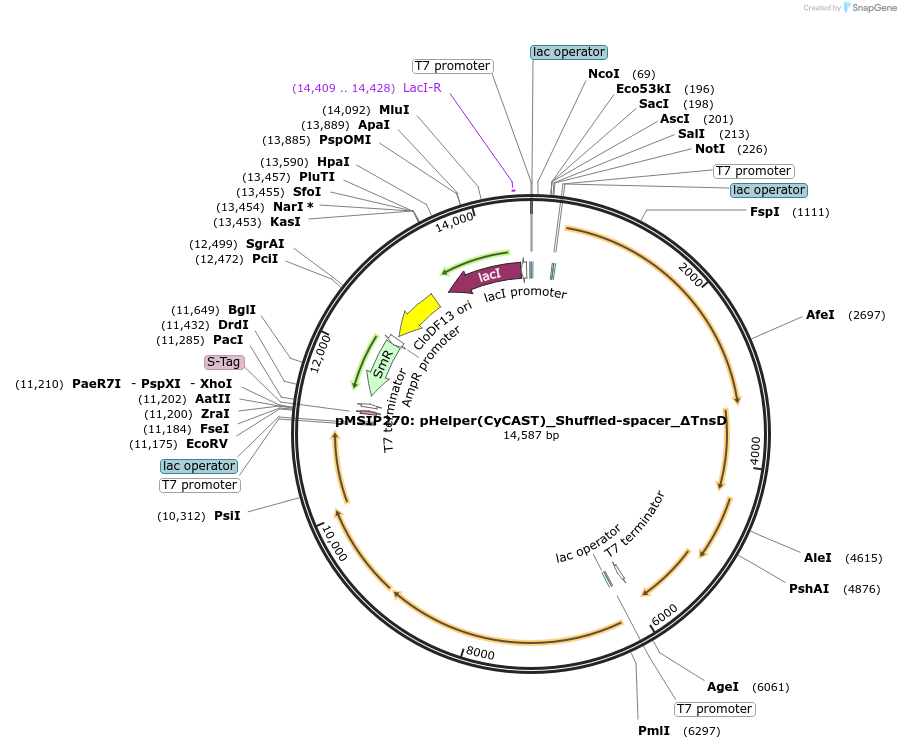 200845-plasmid-map-sequence-id-399464