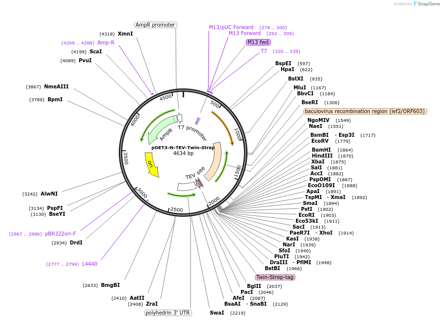 203323-plasmid-map-sequence-id-399465