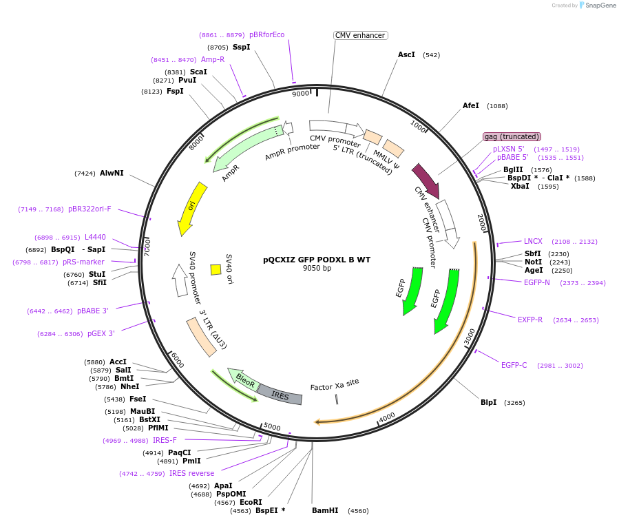 202414-plasmid-map-sequence-id-399467