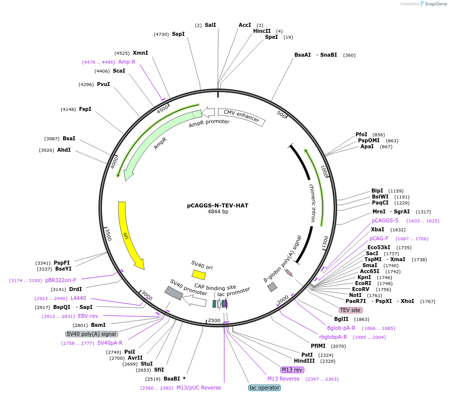 202598-plasmid-map-sequence-id-399468