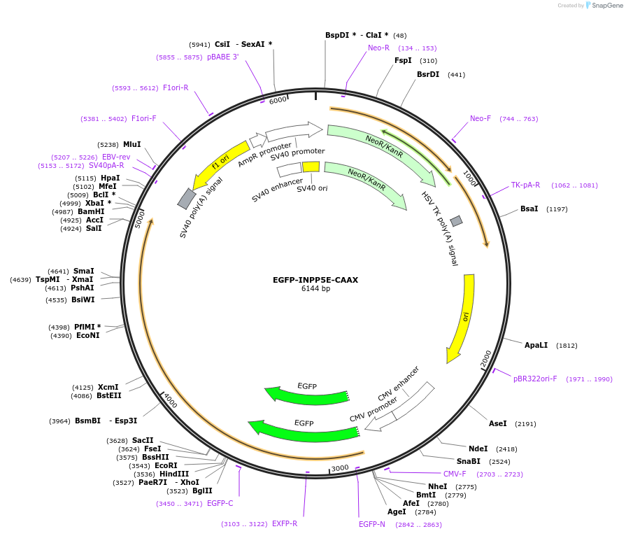 202746-plasmid-map-sequence-id-399472