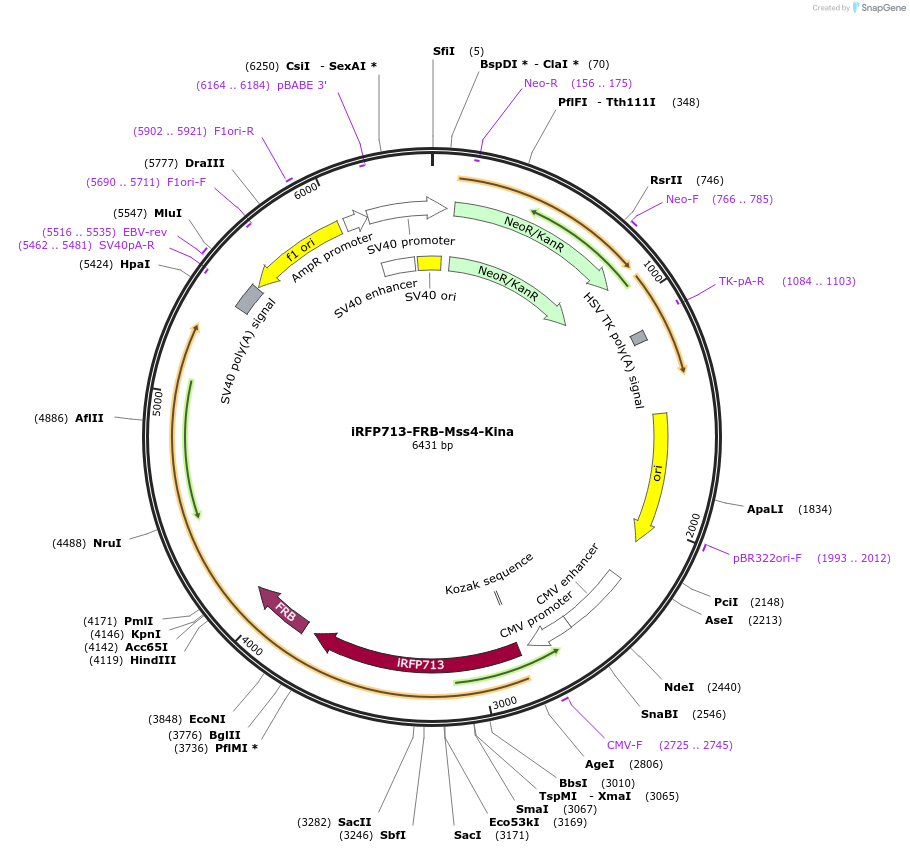 202744-plasmid-map-sequence-id-399474