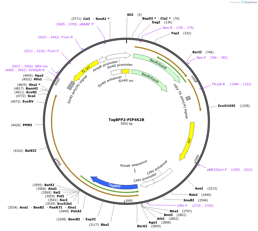 202728-plasmid-map-sequence-id-399525