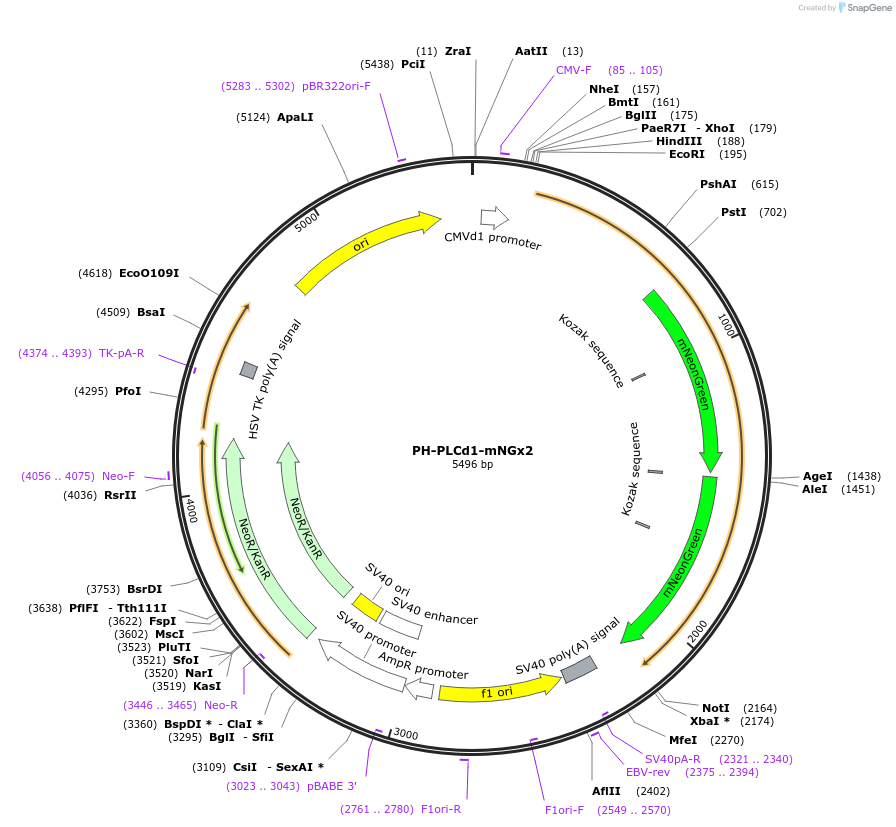 202752-plasmid-map-sequence-id-399528