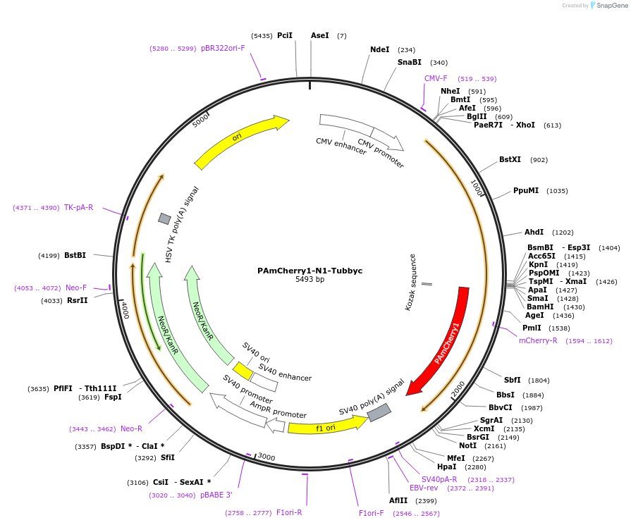 202677-plasmid-map-sequence-id-399535