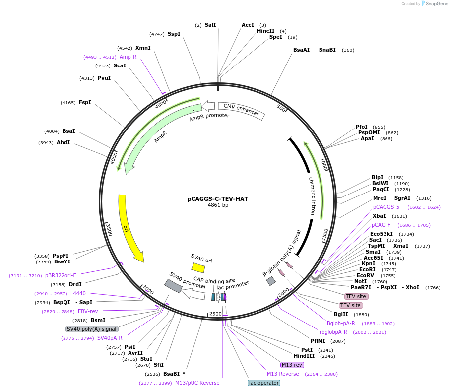 202597-plasmid-map-sequence-id-399552
