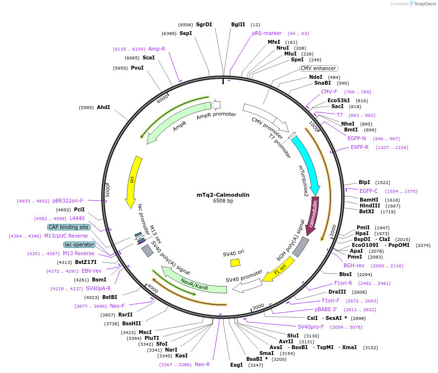 198200-plasmid-map-sequence-id-399574