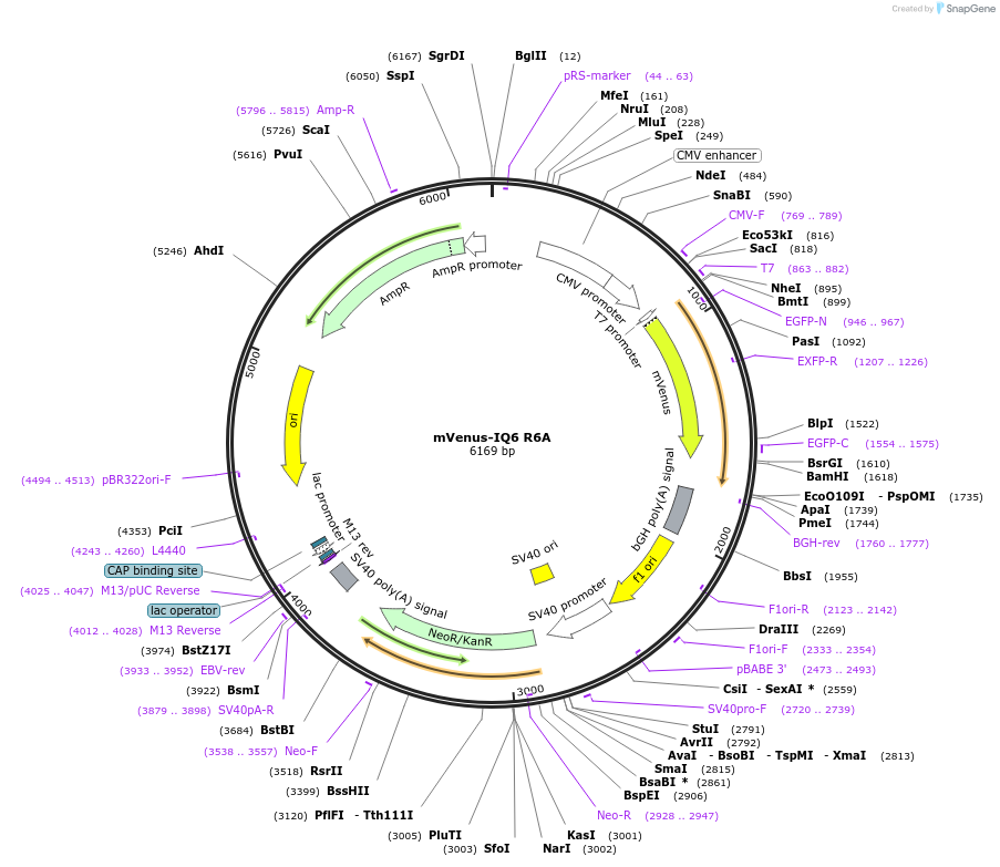198202-plasmid-map-sequence-id-399579