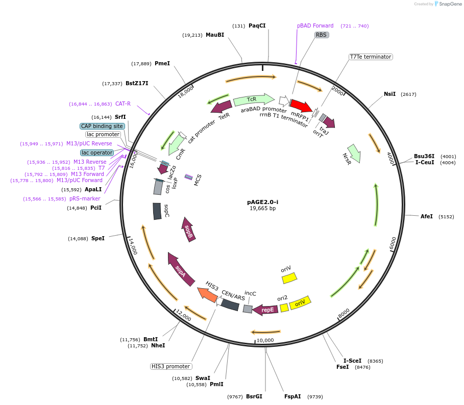 194639-plasmid-map-sequence-id-399581