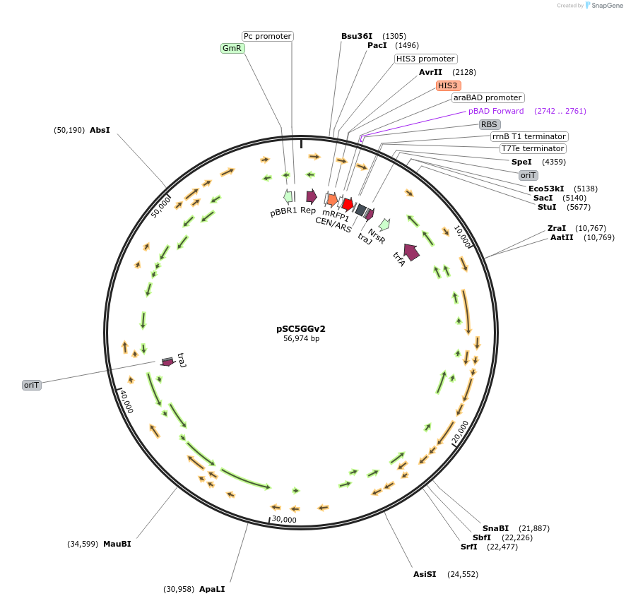 188604-plasmid-map-sequence-id-399591
