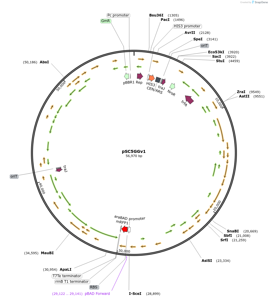 194645-plasmid-map-sequence-id-399593