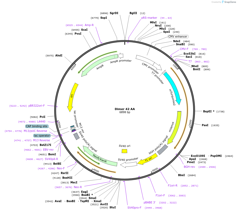 198198-plasmid-map-sequence-id-399594