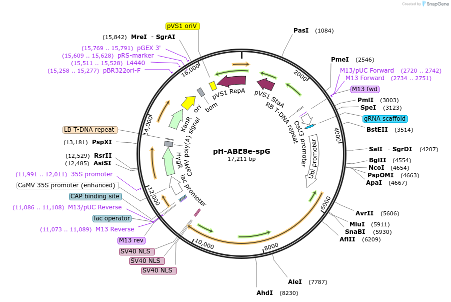 200775-plasmid-map-sequence-id-399599