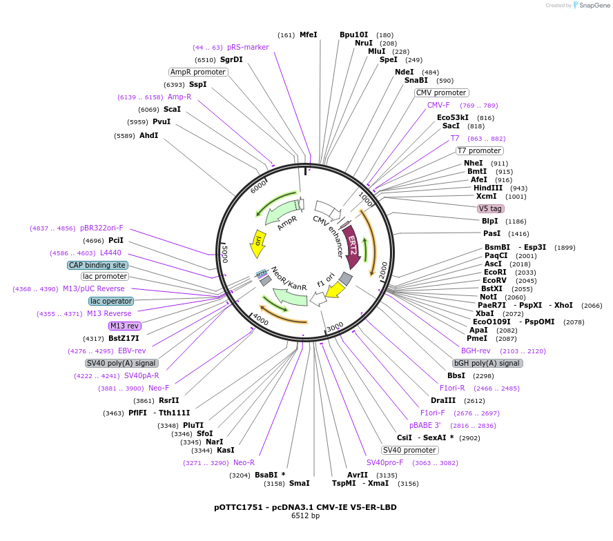 201818-plasmid-map-sequence-id-399601