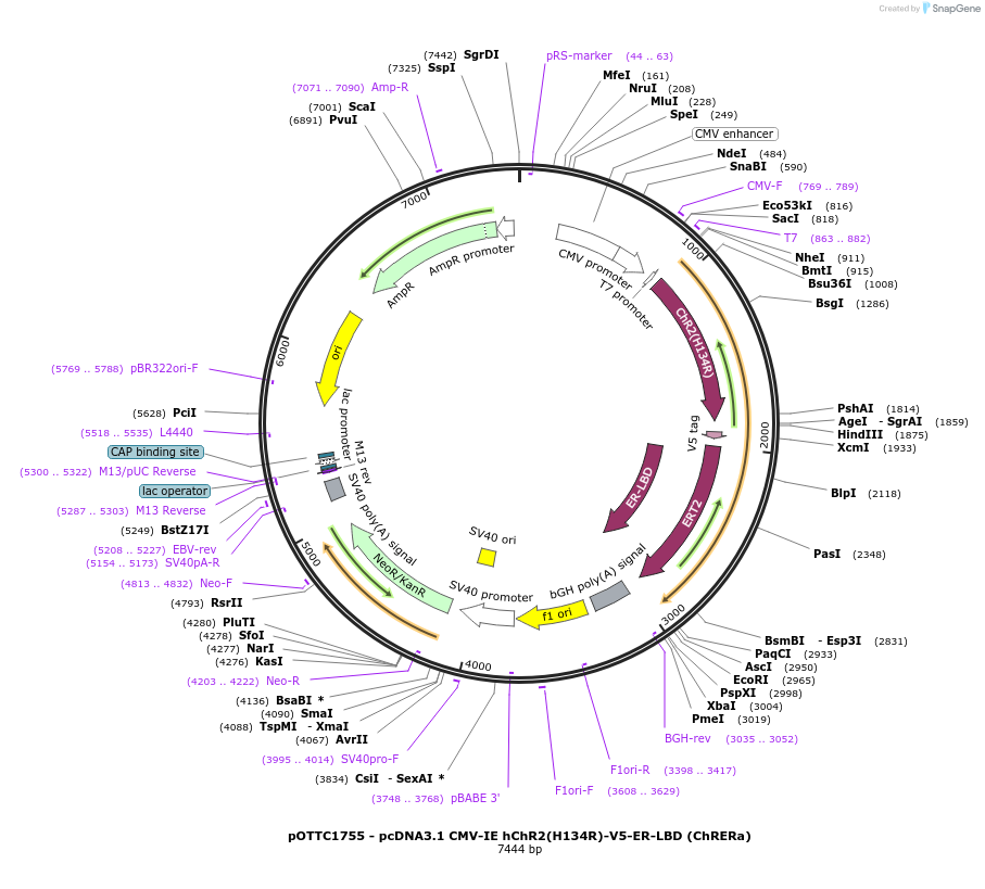 201819-plasmid-map-sequence-id-399602