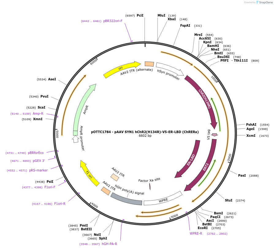 201820-plasmid-map-sequence-id-399615