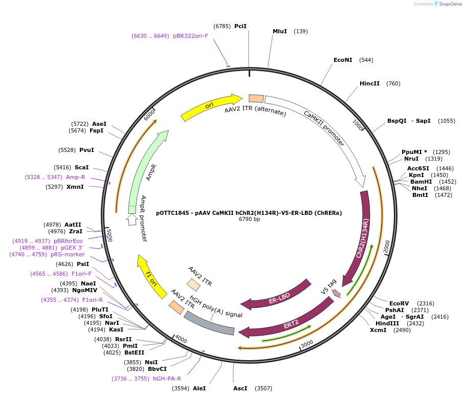 201822-plasmid-map-sequence-id-399617
