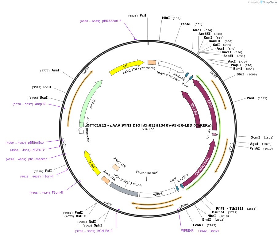 201821-plasmid-map-sequence-id-399618