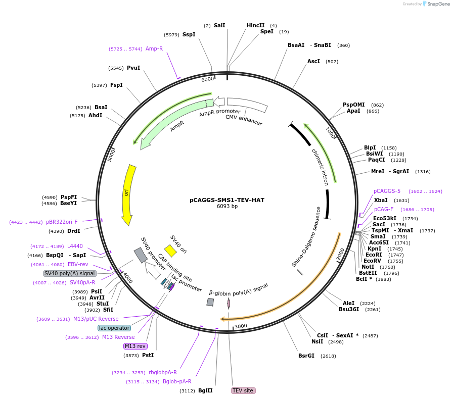 202557-plasmid-map-sequence-id-399621
