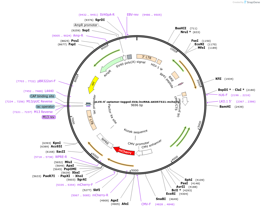 202818-plasmid-map-sequence-id-399636