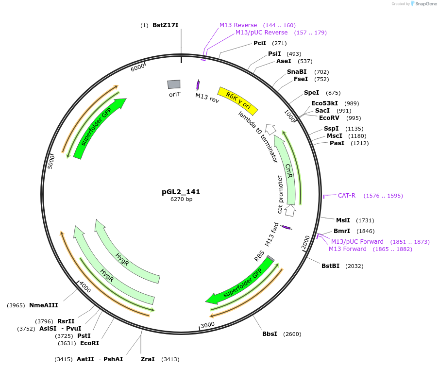 199088-plasmid-map-sequence-id-399637
