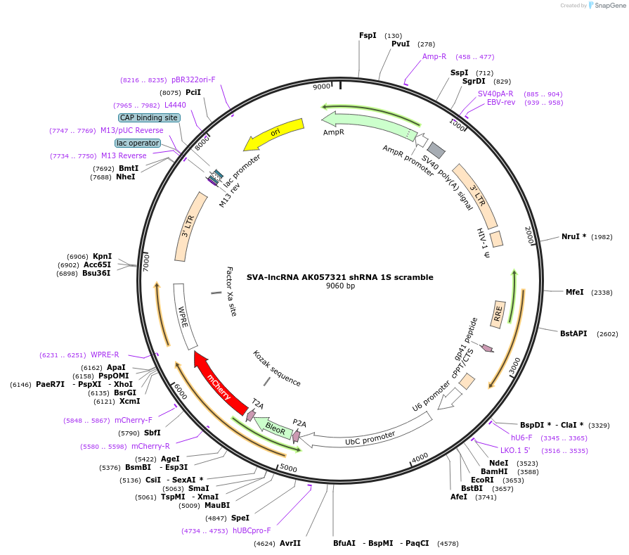 202837-plasmid-map-sequence-id-399639