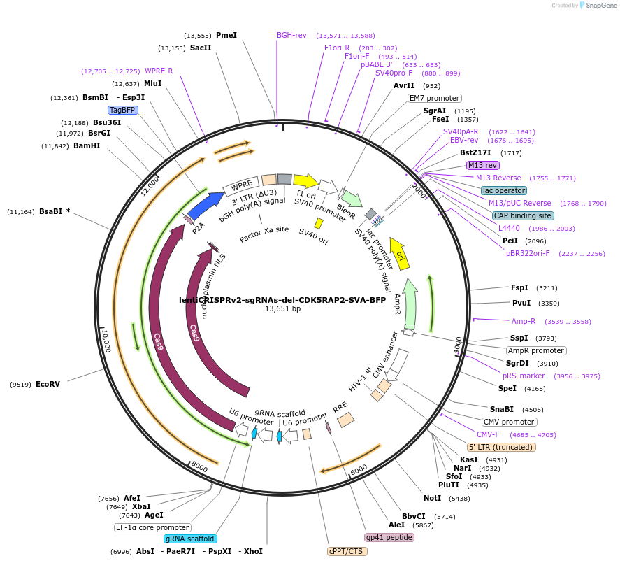 202824-plasmid-map-sequence-id-399641
