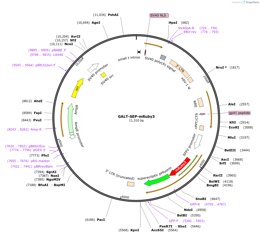 200938-plasmid-map-sequence-id-399642