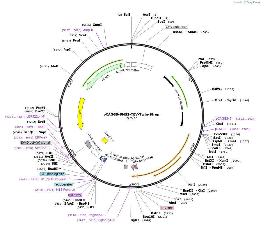 202529-plasmid-map-sequence-id-399646