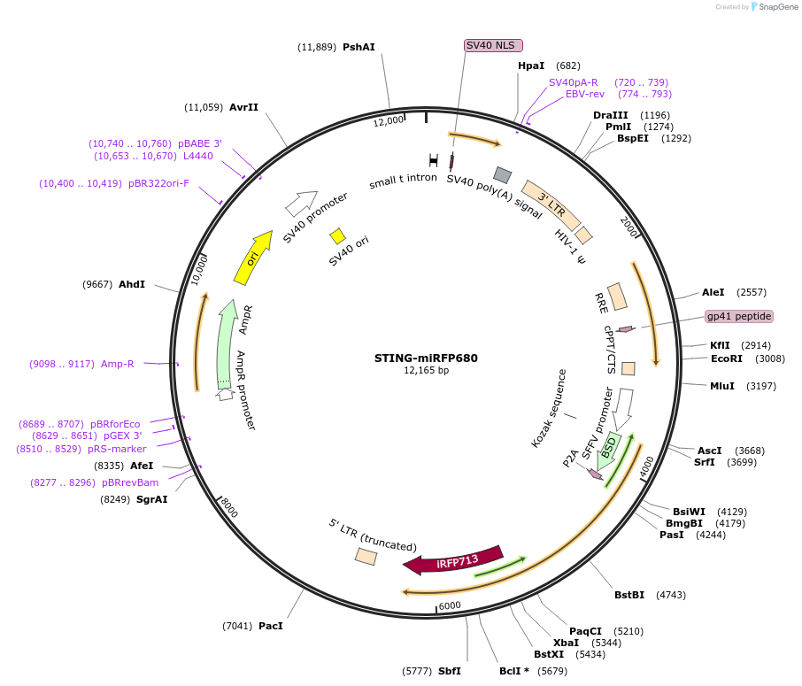 200940-plasmid-map-sequence-id-399647