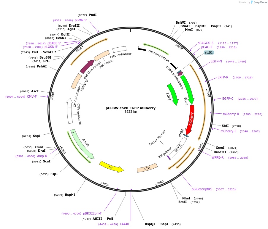 78520-plasmid-map-sequence-id-399652