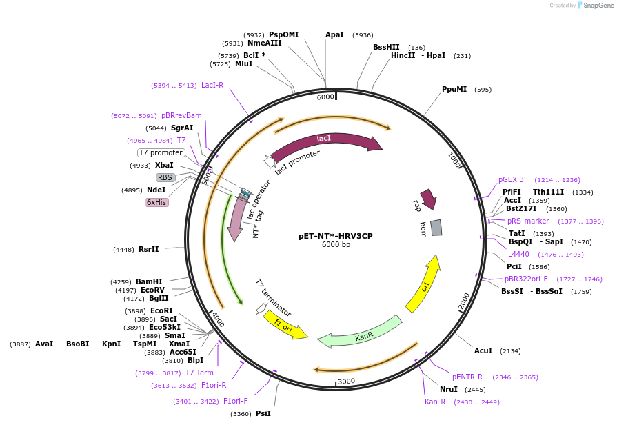 162795-plasmid-map-sequence-id-399653