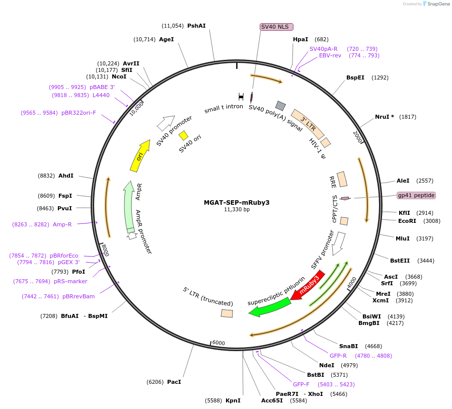 200937-plasmid-map-sequence-id-399655