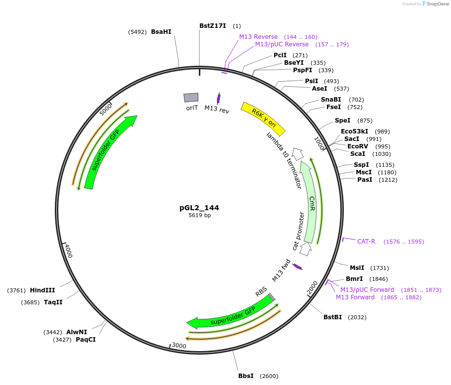 199091-plasmid-map-sequence-id-399657
