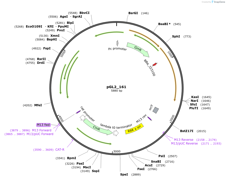 199093-plasmid-map-sequence-id-399658
