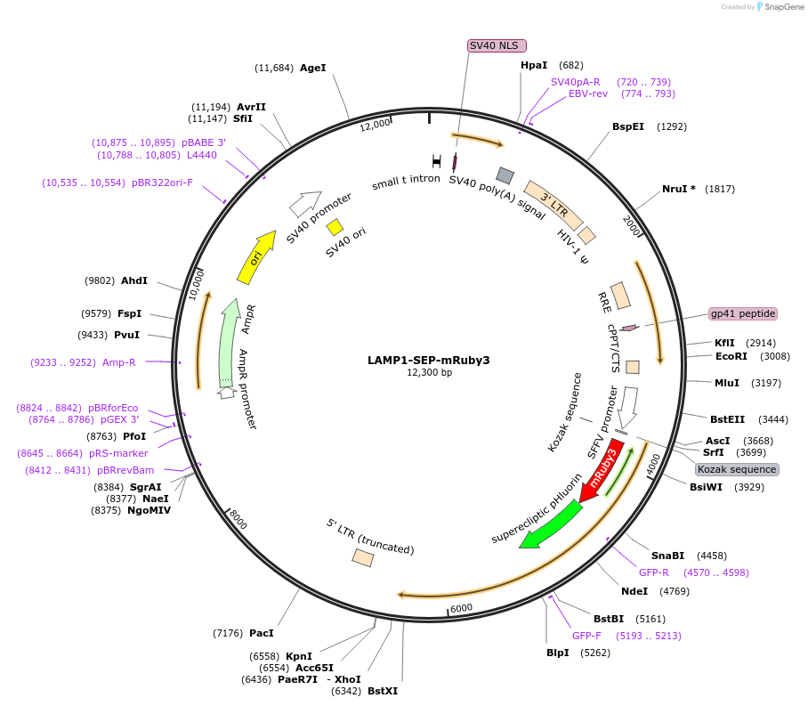 200939-plasmid-map-sequence-id-399659
