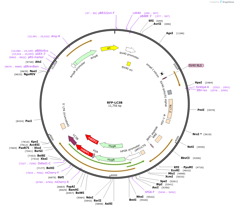200943-plasmid-map-sequence-id-399668
