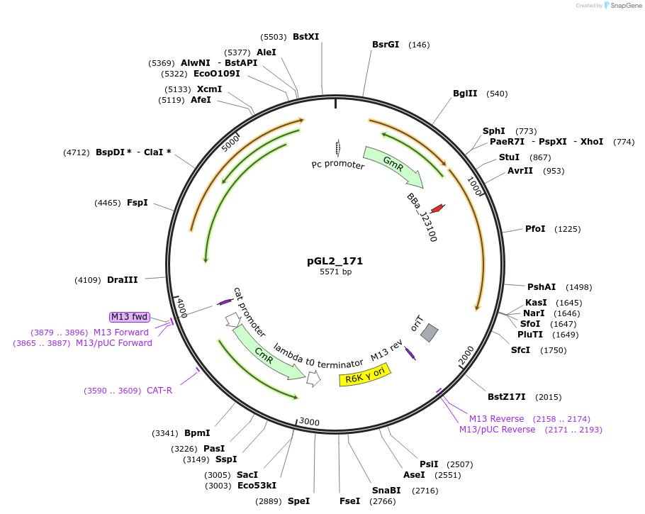 199103-plasmid-map-sequence-id-399681
