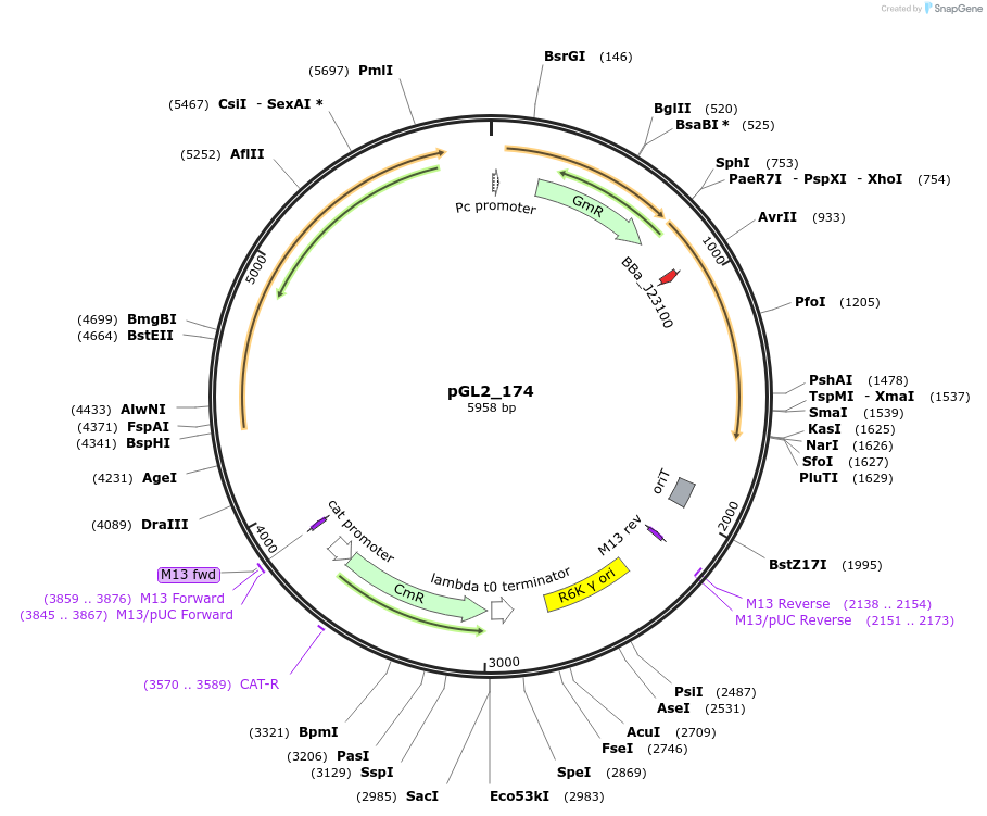 199106-plasmid-map-sequence-id-399683