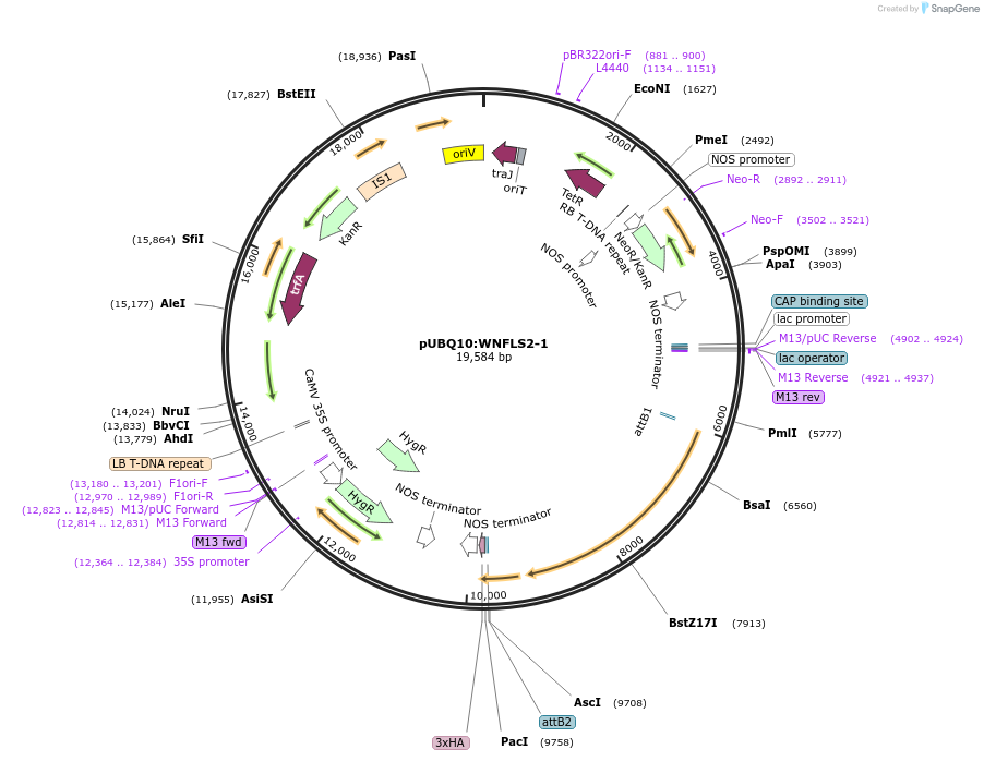 202189-plasmid-map-sequence-id-399702