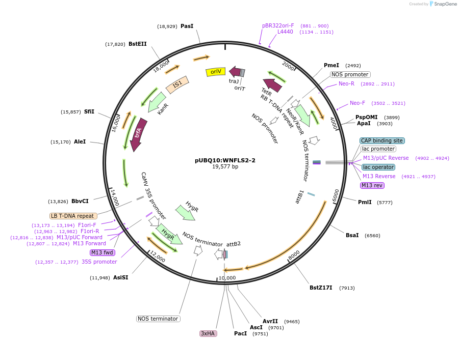 202190-plasmid-map-sequence-id-399704