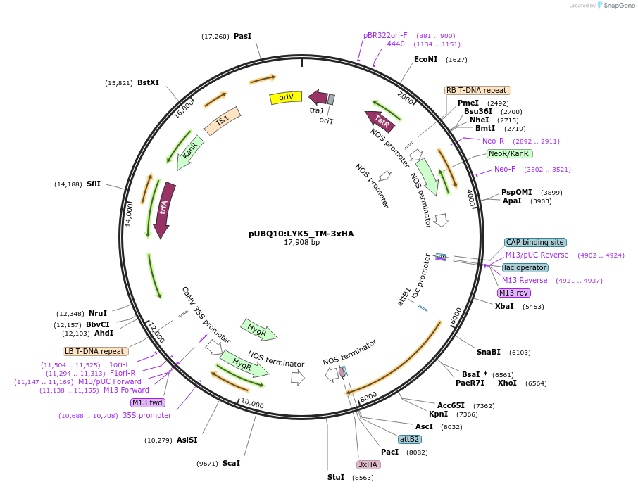 202191-plasmid-map-sequence-id-399705