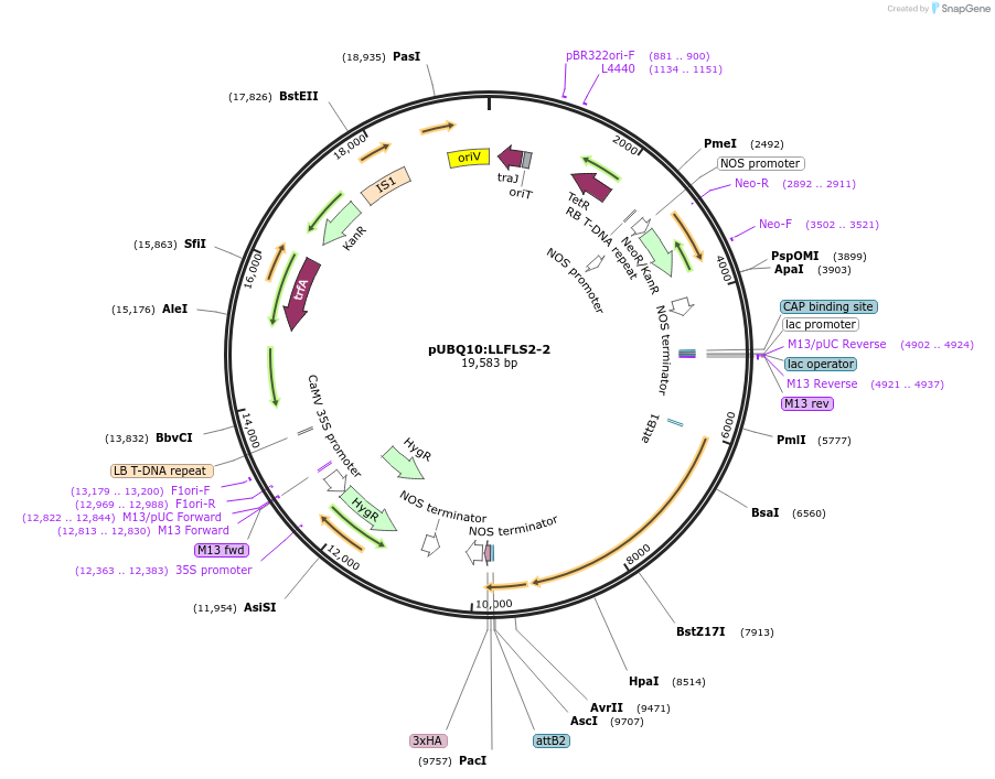 202188-plasmid-map-sequence-id-399706