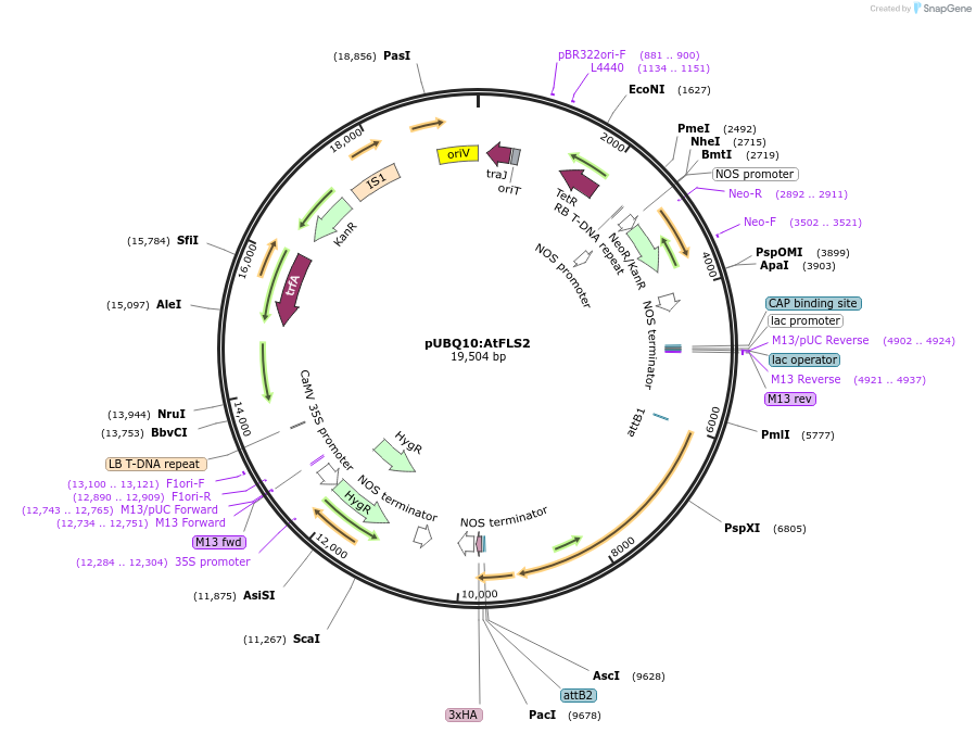 202186-plasmid-map-sequence-id-399707