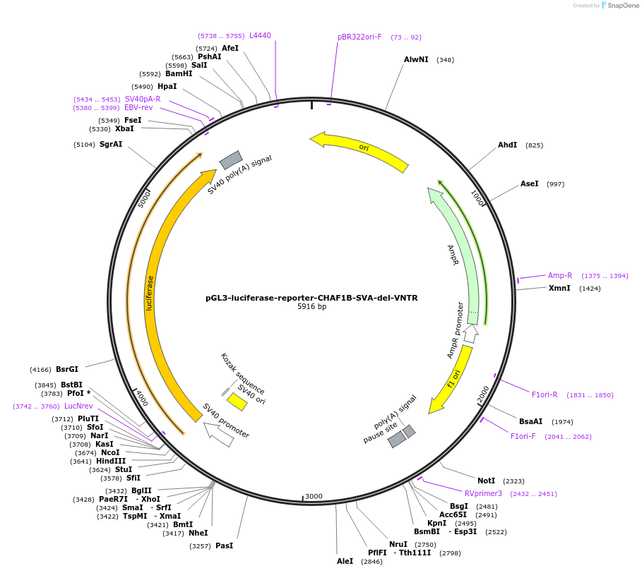 202830-plasmid-map-sequence-id-399708