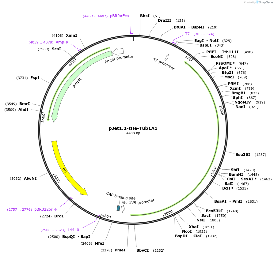 201715-plasmid-map-sequence-id-399714