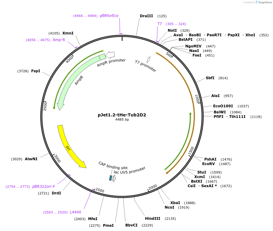 201723-plasmid-map-sequence-id-399734