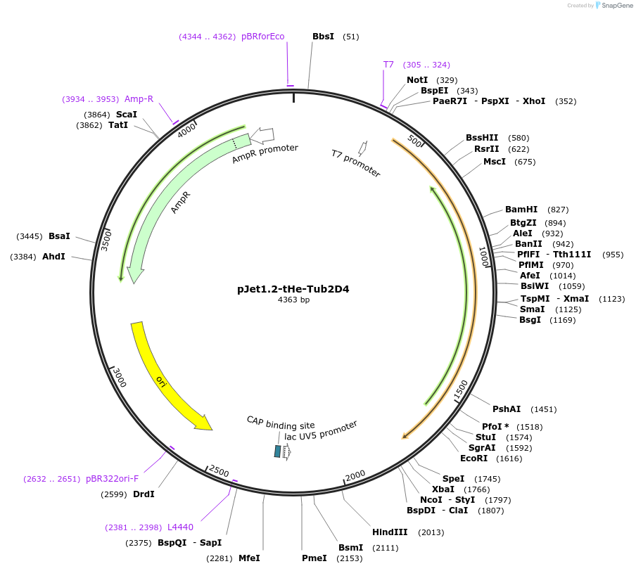 201725-plasmid-map-sequence-id-399735